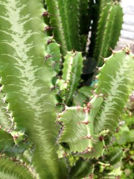 cactus plant healthy green vertical with pirickly thorms