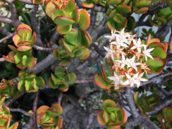 succulent plant with white flower home garden