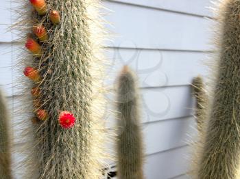 red flower cactus plant with sharp prick thorns dangerous