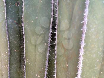 cactus plant with sharp prick thorns dangerous needles
