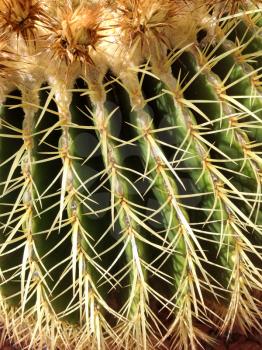 cactus plant with sharp prick thorns dangerous needles