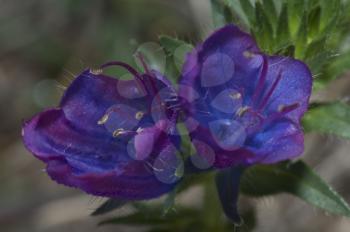 Flowers of purple viper's bugloss (Echium plantagineum). Valverde. El Hierro. Canary Islands. Spain.