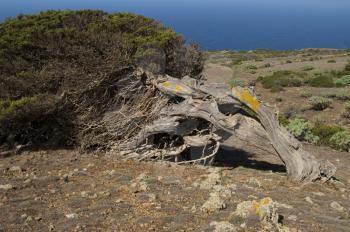 Juniper (Juniperus turbinata canariensis) twisted by the wind. La Dehesa. Frontera Rural Park. El Hierro. Canary Islands. Spain.