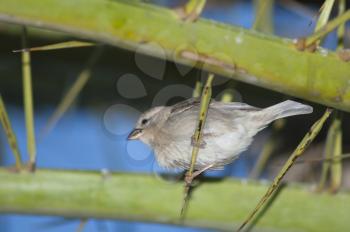 Spanish sparrow (Passer hispaniolensis). Female. Tuineje. Fuerteventura. Canary Islands. Spain.