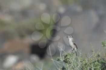 Canary Islands stonechat (Saxicola dacotiae). Female. Esquinzo ravine. La Oliva. Fuerteventura. Canary Islands. Spain.