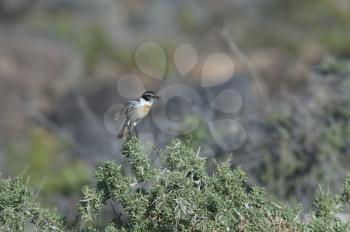 Canary Islands stonechat (Saxicola dacotiae). Male with food for its chicks taking flight. Esquinzo ravine. La Oliva. Fuerteventura. Canary Islands. Spain.