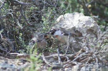 Canary Islands stonechats (Saxicola dacotiae). Male feeding to one of its chicks. Esquinzo ravine. La Oliva. Fuerteventura. Canary Islands. Spain.