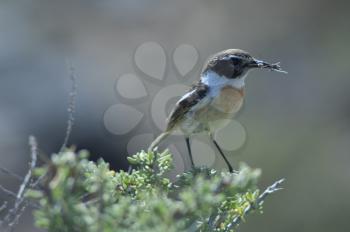 Canary Islands stonechat (Saxicola dacotiae). Male with food for its chicks. Esquinzo ravine. La Oliva. Fuerteventura. Canary Islands. Spain.