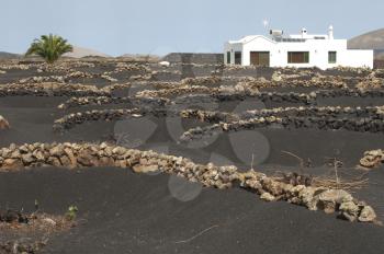 Vines. La Geria Protected Landscape. Lanzarote. Canary Islands. Spain.