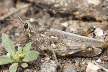 Grasshopper. Arrecife. Lanzarote. Canary Islands. Spain.