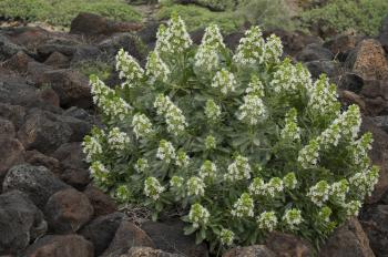 Taginaste blanco (Echium decaisnei purpuriense). La Corona Natural Monument. Lanzarote. Canary Islands. Spain.