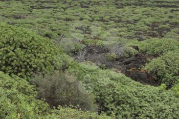 Tabaibal of Tabaiba dulce (Euphorbia balsamifera). Malpais de La Corona. La Corona Natural Monument. Lanzarote. Canary Islands. Spain.