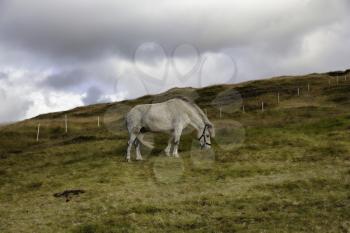A white horse eating grass and dramatic sky as a background, Sandavagur village, Faroe Islands