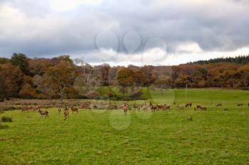 Deers pasturing in Killarney National Park in autumn, Ireland, UK