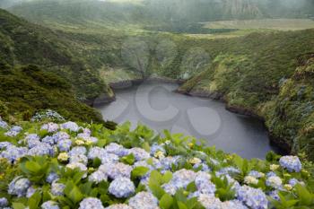 View to Lagoa Comprida on a foggy day with Hydrangea in front, Flores, Azores, Portugal
