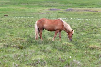 Icelandic horse on green pasture in summer