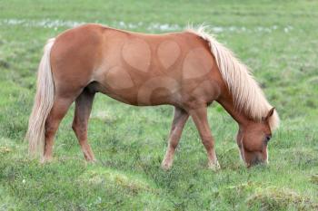 Icelandic horse on green pasture in summer