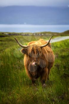 Highland cow standing in a field with a loch in background