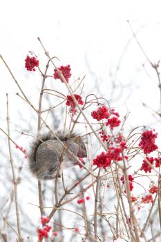 Grey squirrel in a tree eating red berries during winter season