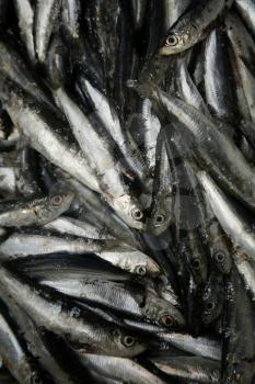 Fresh sardines in a market for sale 