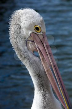 Close up of a head of a pelican with water in background