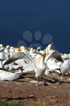 Northern Gannets on Bonaventure Island near Perce, Gaspesie, Canada. Bonaventure Island is home of the largest colonies of northern gannets in north America.