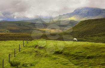 Single sheep grazing in the Highlands of Scotland