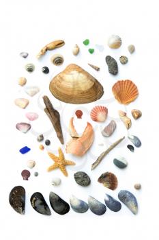 Collection of seashells, seastar, seaglass and mussels all on white background