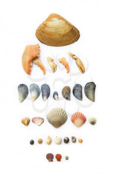 Collection of seashells, seastar, seaglass and mussels all on white background