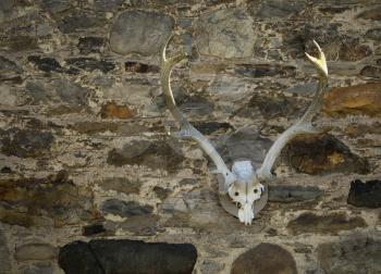 Red deer skull on a stone wall