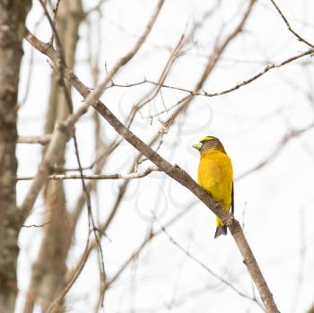 Evening grosbeak Coccothraustes vespertinus perch on a  branch in a tree is a yellow passerine bird with green beak in the finch family Fringillidae found in North America and 