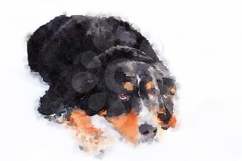 Digital watercolour of a bernese mountain dog laying on a floor