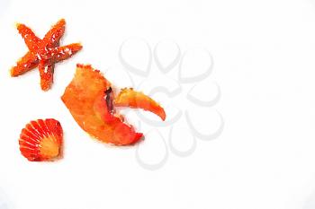 Digital watercolor of a lobster claw, sea star and shell on white background