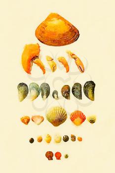 Digital watercolor of a collection of seashells, claws, mussels and snails 
