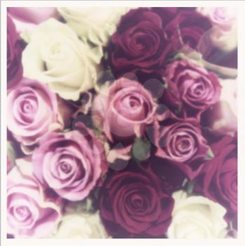 Blurred fuchsia and pink roses romantic background.  