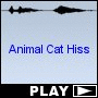 Animal Cat Hiss