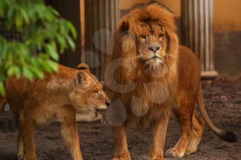 Royalty Free Photo of Lions