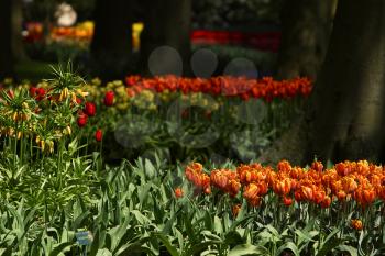 Royalty Free Photo of a Garden in the Netherlands