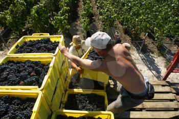 Grape Vines Stock Photo