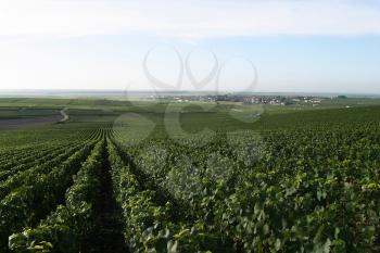 Vines Stock Photo