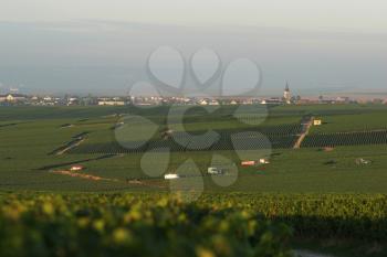 Grape Vines Stock Photo