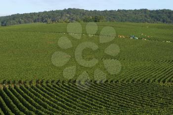 Vines Stock Photo