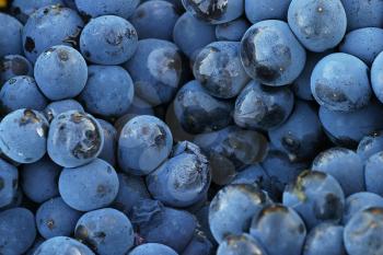 Harvest Stock Photo