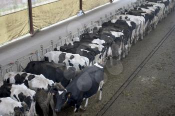 Feeding Stock Photo