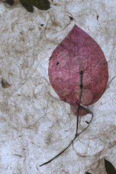 Dried Flowers Stock Photo