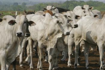 Herd Stock Photo