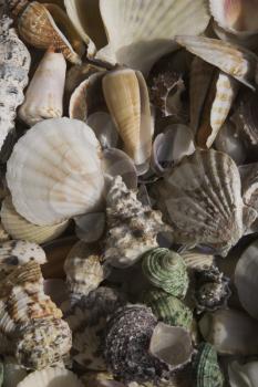 Seashells Stock Photo