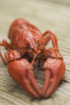 Pincers Stock Photo