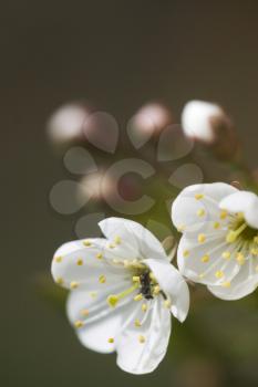 Blossom Stock Photo