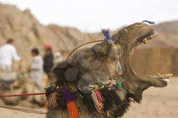 Camel-driver Stock Photo